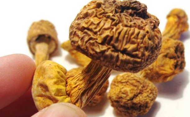 巴西菇种植1.jpg