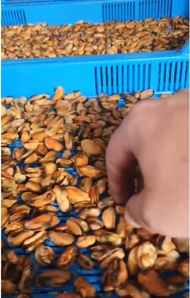 荷兰青口贻贝4.jpg