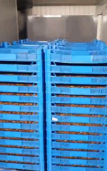 荷兰青口贻贝5.jpg