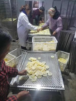 柠檬片烘干机 空气能热源香水柠檬烘干机 &nbsp;水果片脱水干燥箱