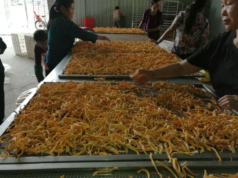 虫草花烘制中2.jpg