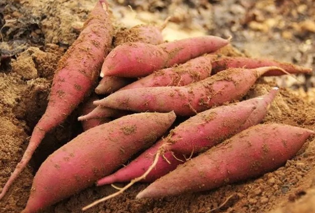 曾经其貌不扬,如今身价翻番,金澳源红薯烘干机笑而不语!