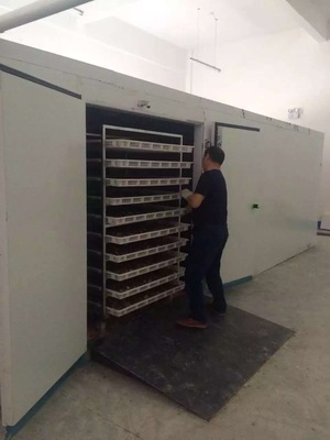 King Oyster Mushroom Dryer