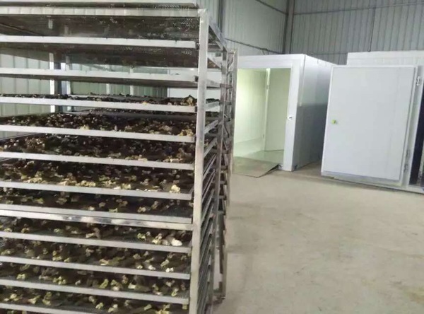 Morel Dryer