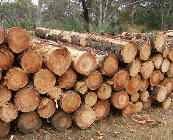 新型的节能环保烘干设备 松木烘干机